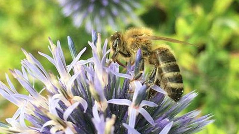 Besuch des Bienengartens